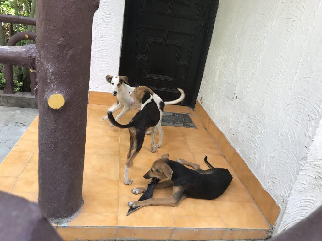 Three puppies playing outdoor