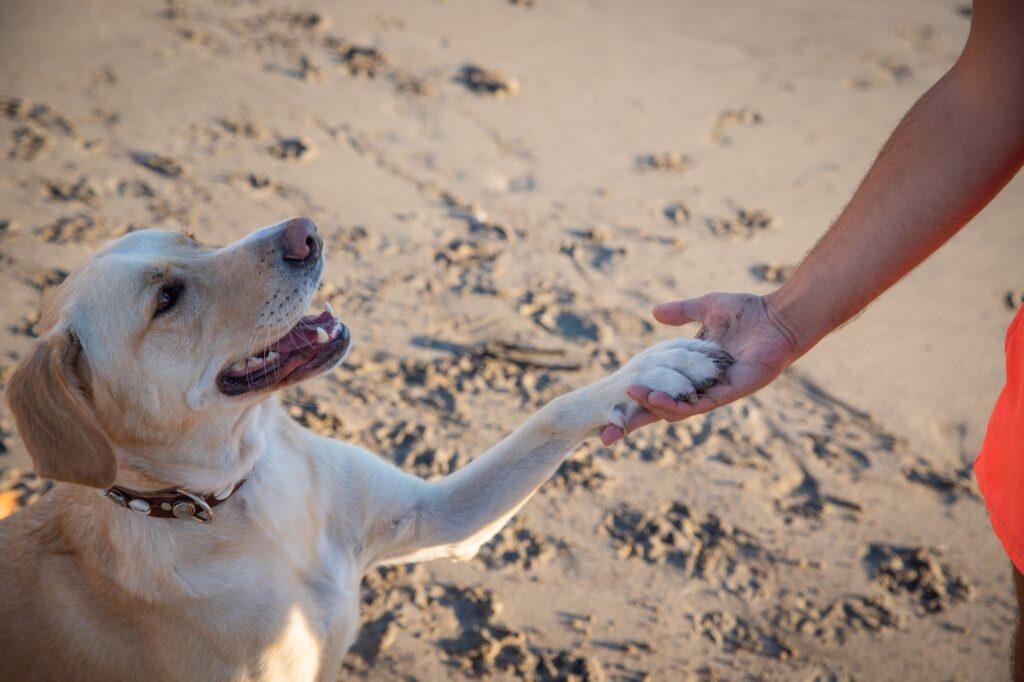 A labrador retriever paws at his master at the beach, photo with copy space