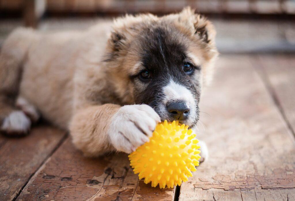 a small alabai puppy plays with a yellow ball