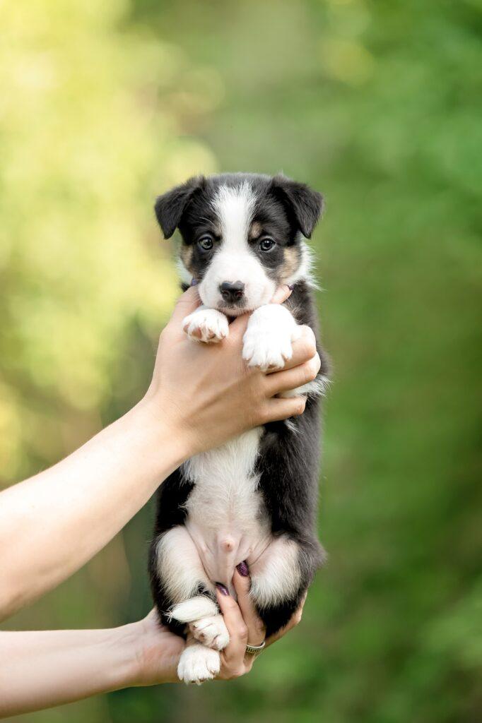 Cute border collie puppy at owners hands. Dog litter. Dog kennel. Puppy in hand