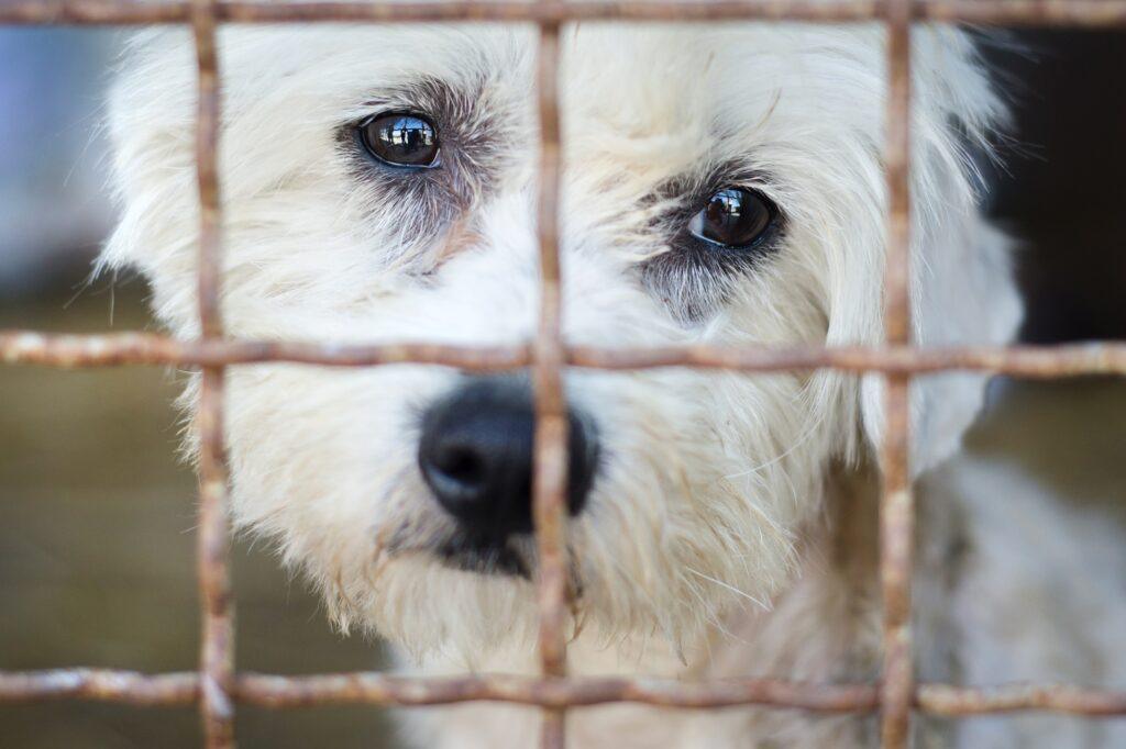 Dog in cage