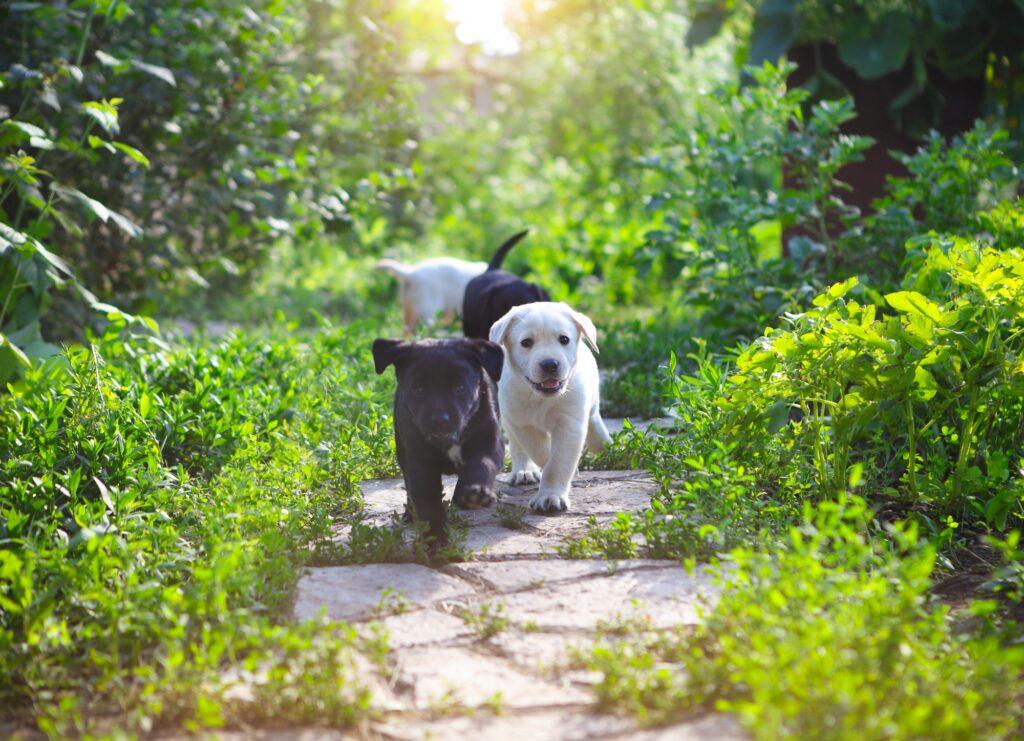 Group of golden retriever puppies in the yard