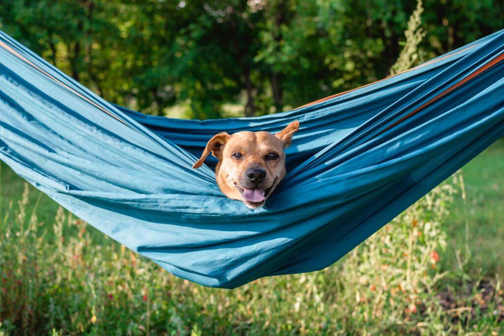 Hund in Hängematte während eines Urlaubs