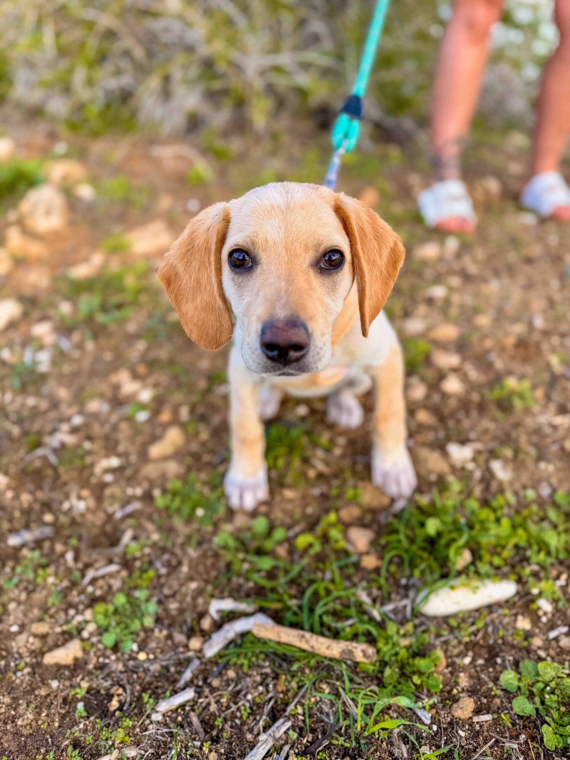 Puppy-Beach-Walk-Paphos-11-scaled.jpg