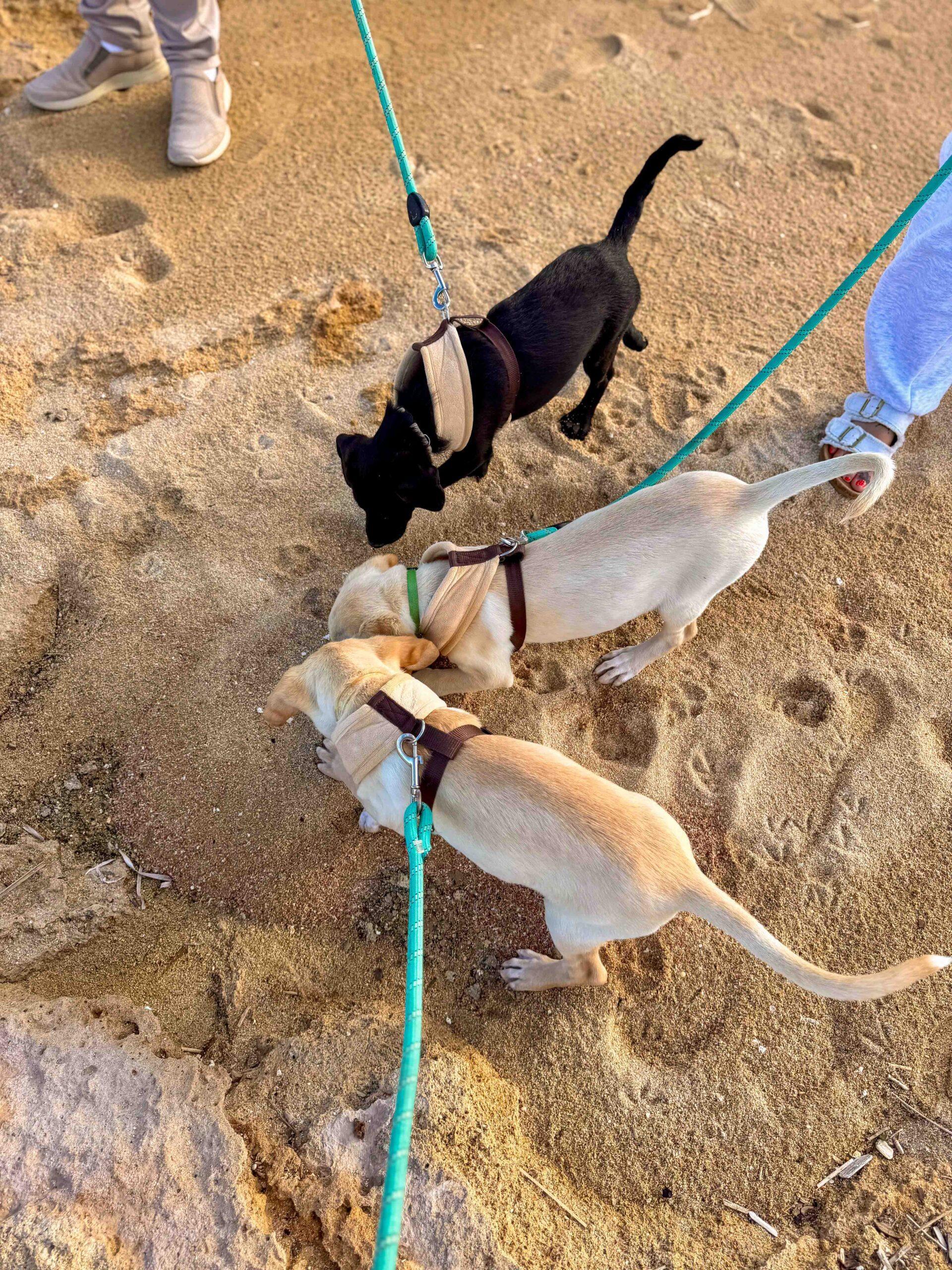 Puppy-Beach-Walk-Paphos-14-scaled.jpg