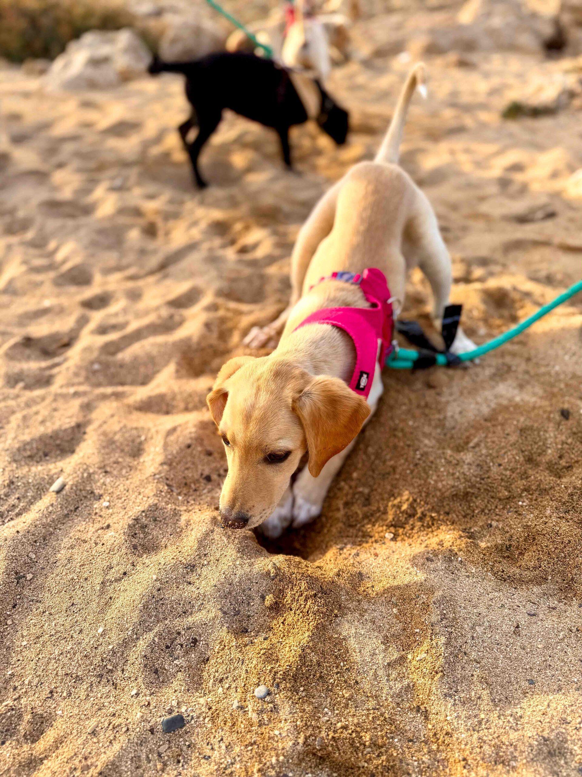 Puppy-Beach-Walk-Paphos-15-scaled.jpg