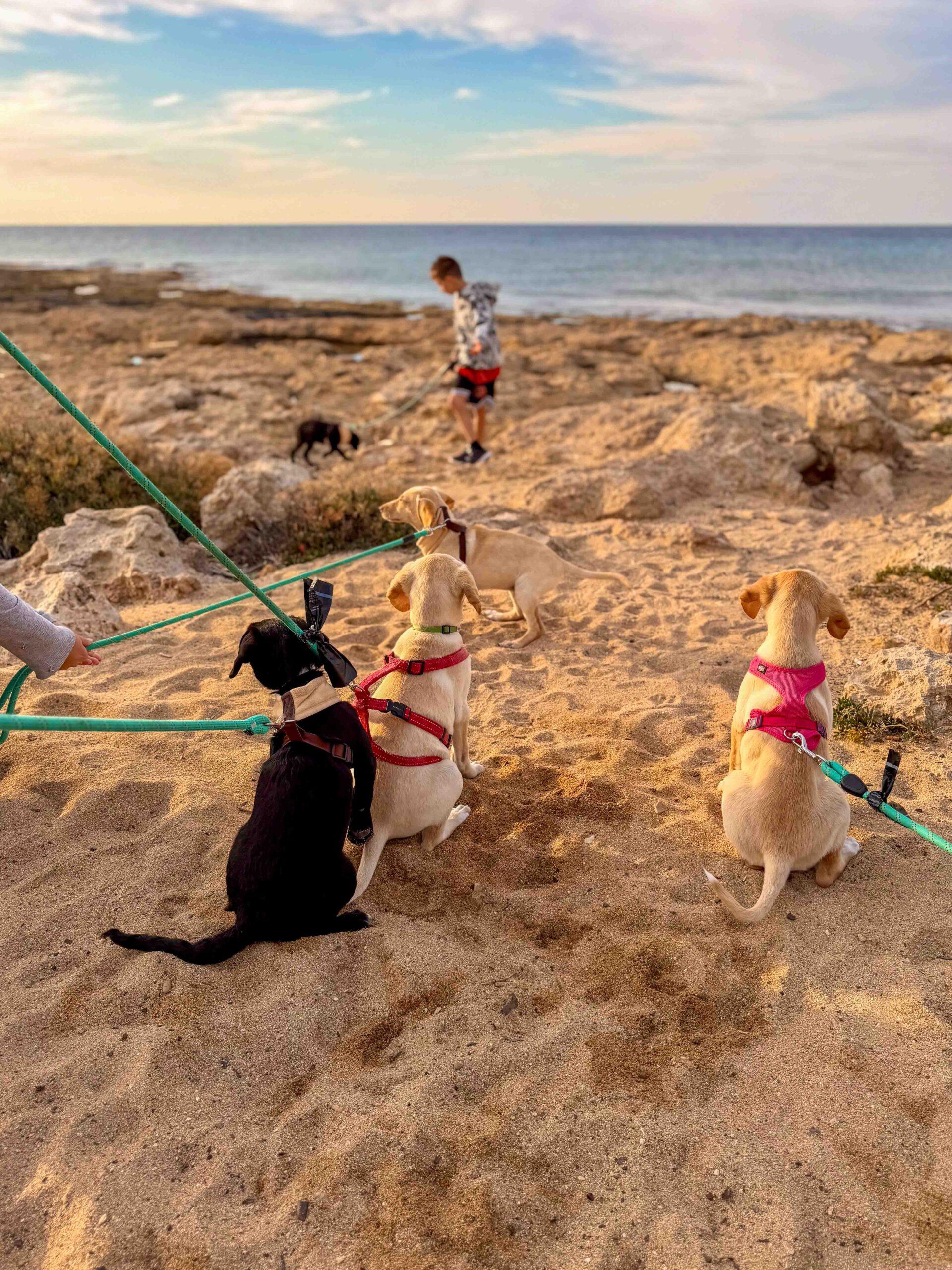 Puppy-Beach-Walk-Paphos-16-scaled.jpg