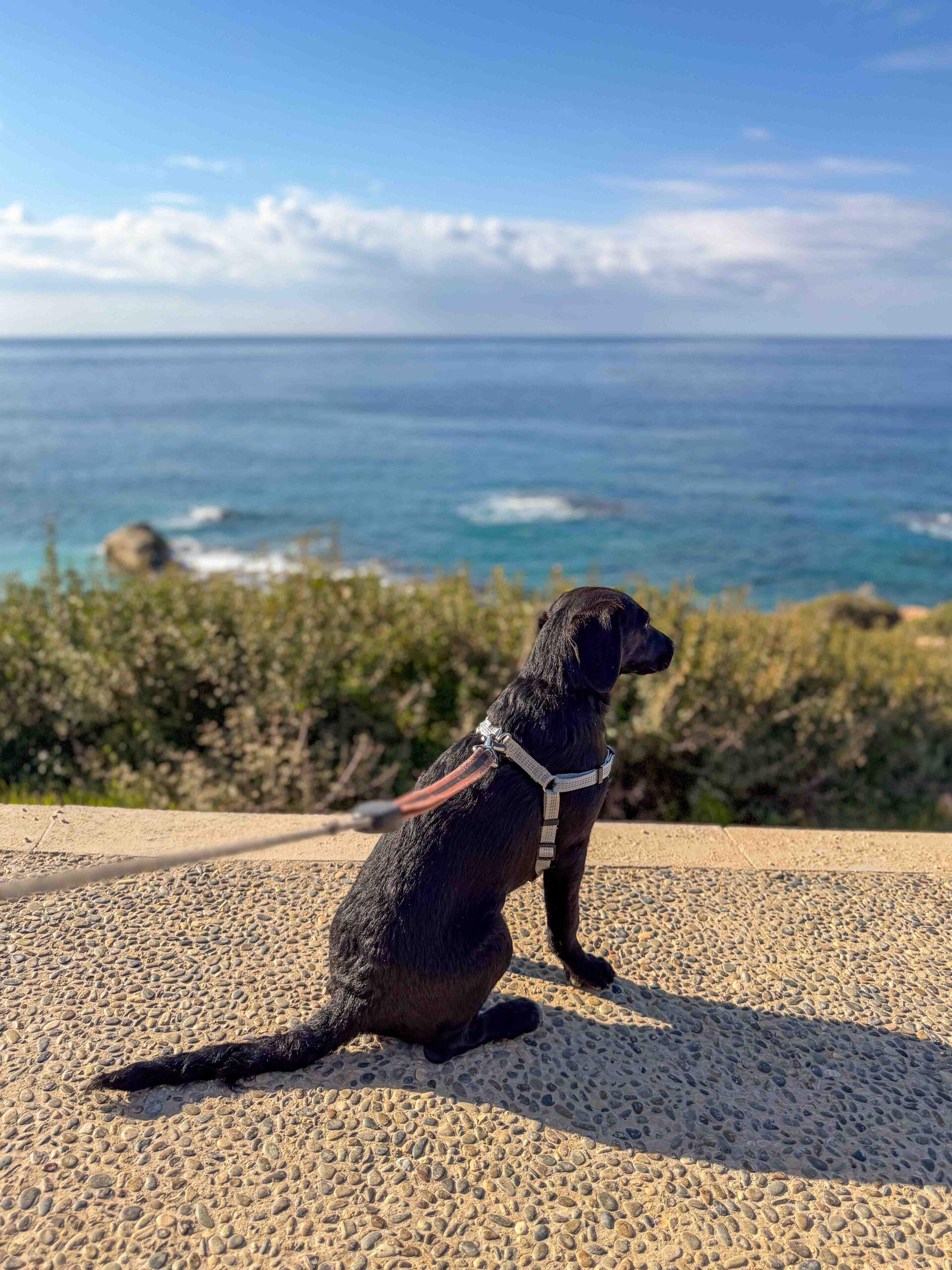 Puppy-Beach-Walk-Paphos-19-scaled.jpg