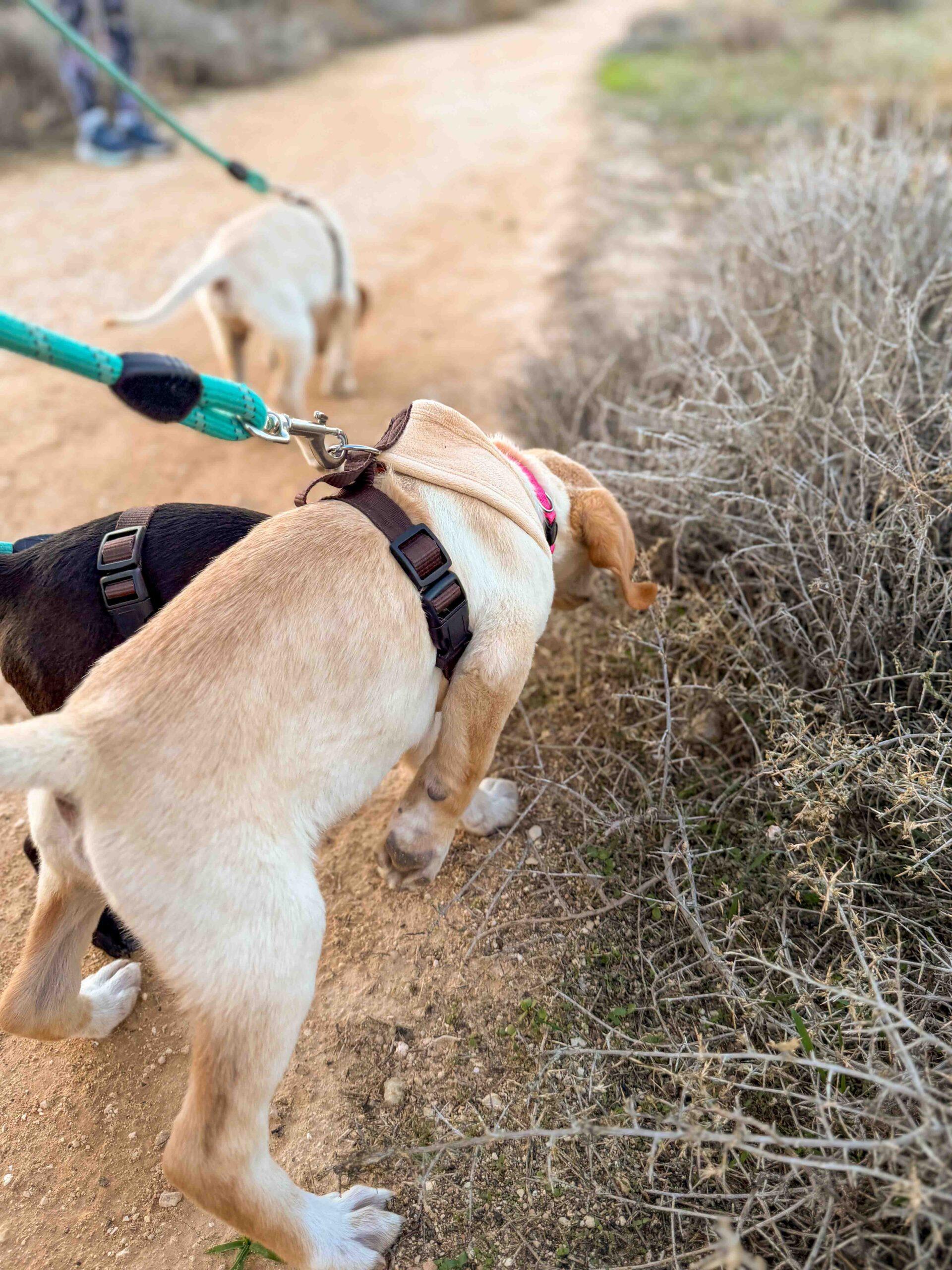 Puppy-Beach-Walk-Paphos-8-scaled.jpg